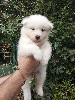  - Chiots Samoyede