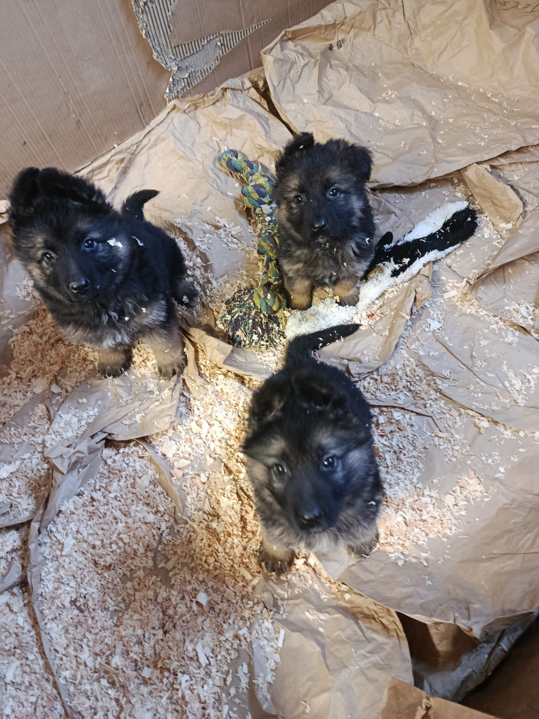 Du Domaine De L'arche De Noe - chiots berger allemand poil long