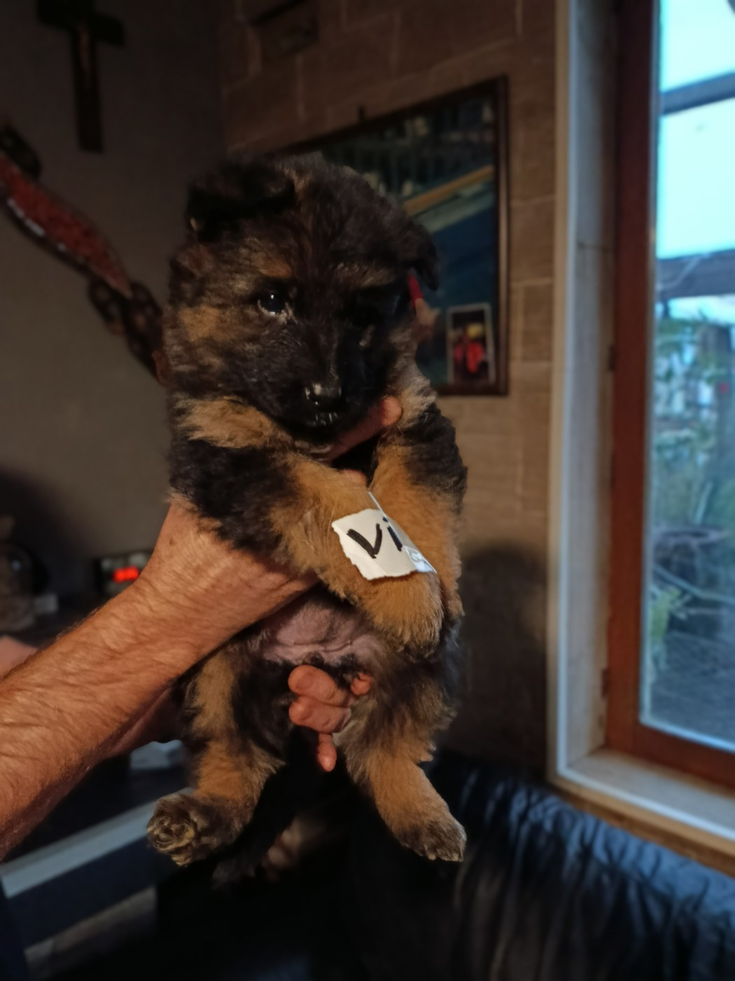 Du Domaine De L'arche De Noe - Chiots disponibles - Berger Allemand