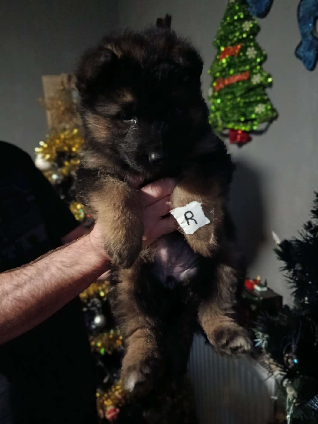 Du Domaine De L'arche De Noe - Chiots disponibles - Berger Allemand