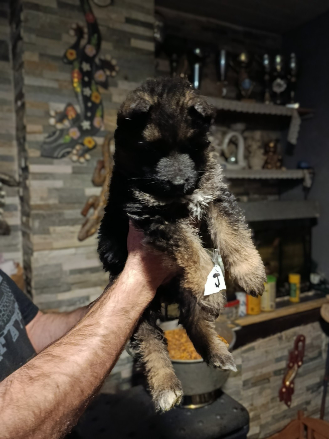 Du Domaine De L'arche De Noe - Chiots disponibles - Berger Allemand