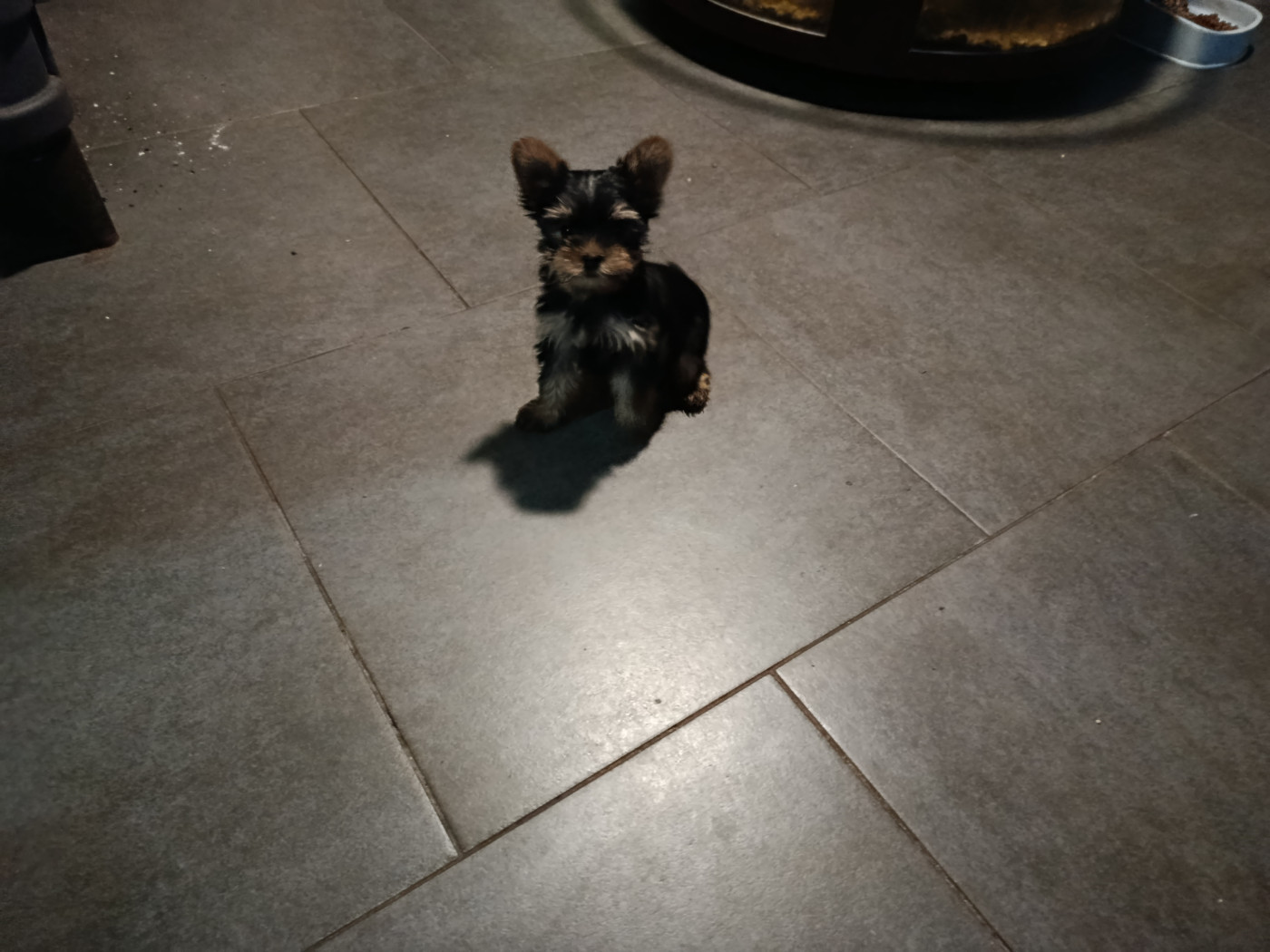 Du Domaine De L'arche De Noe - Yorkshire Terrier - Portée née le 21/12/2025